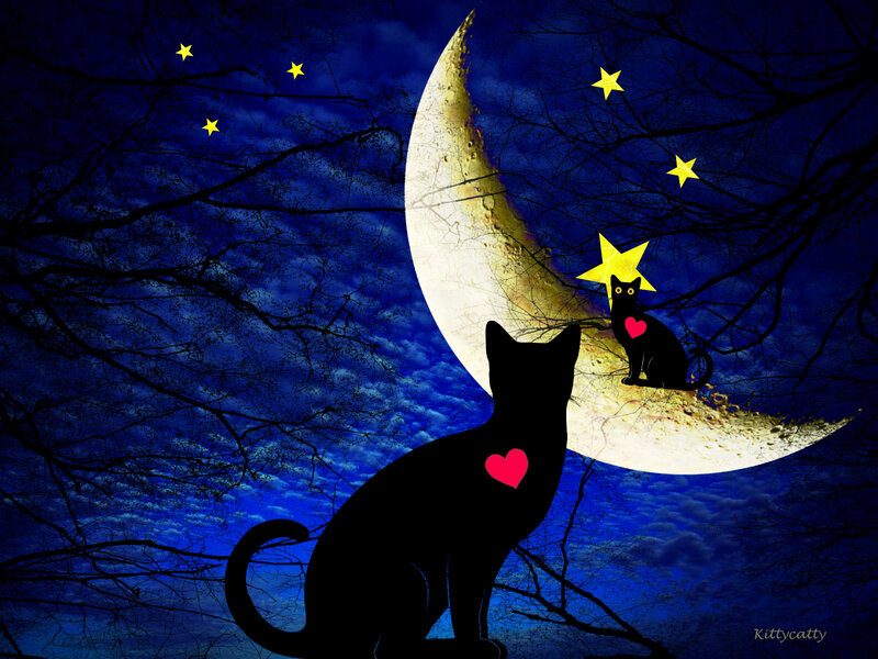 Black Cats on Moon