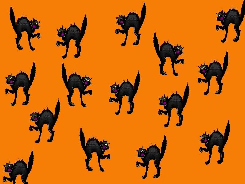 black cats on orange background