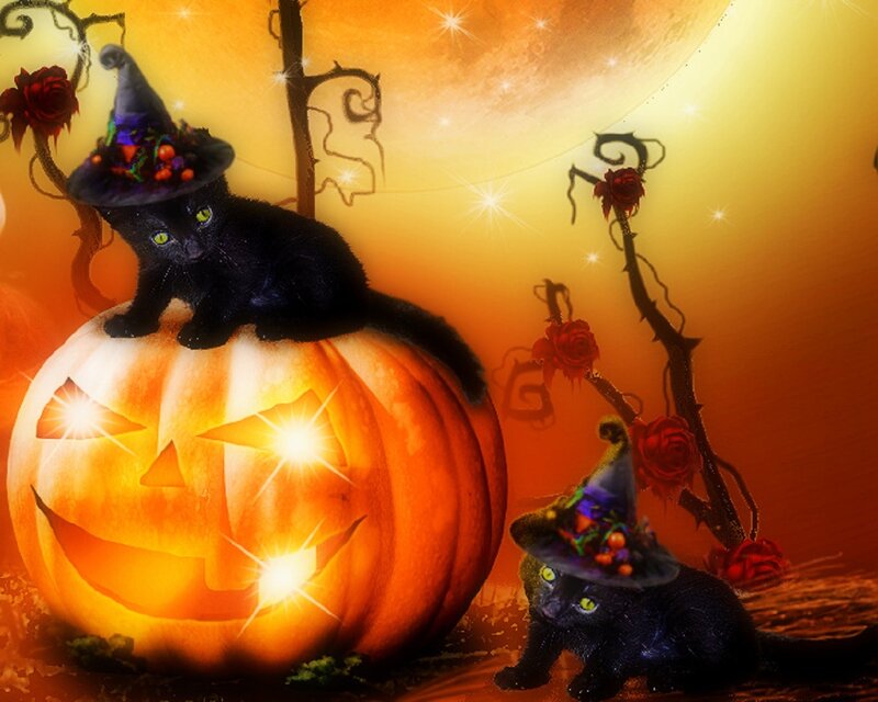 Black Cats on Pumpkin