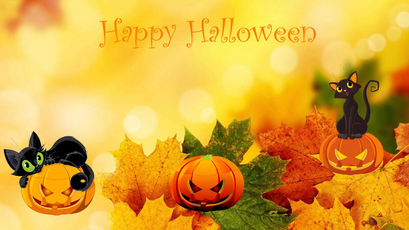 Black Cats on Pumpkins — Orange
