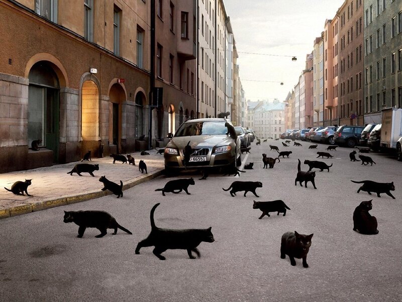 Black Cats on Street — Gray, Calm