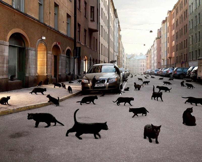 Black Cats on Street — Gray