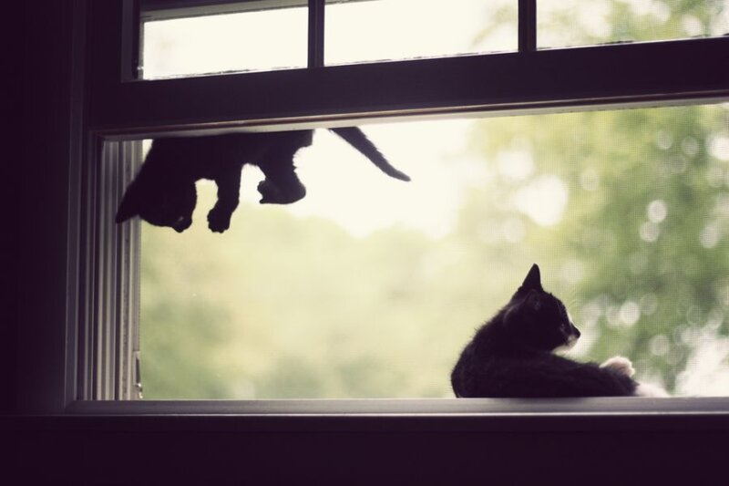 Black Cats on Window