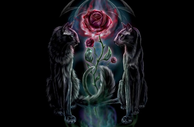 Black cats with a rose