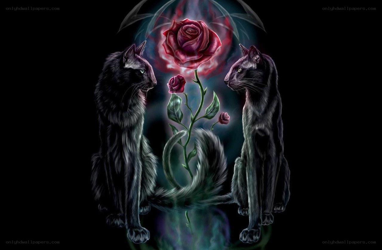 Black cats with a rose