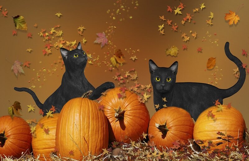 Black Cats with Pumpkins — Orange