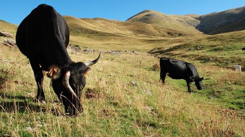 Black cattle grazing in a mountain field