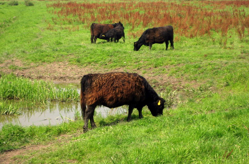 Black Cattle Grazing