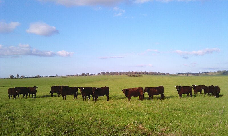 Black Cattle in Field