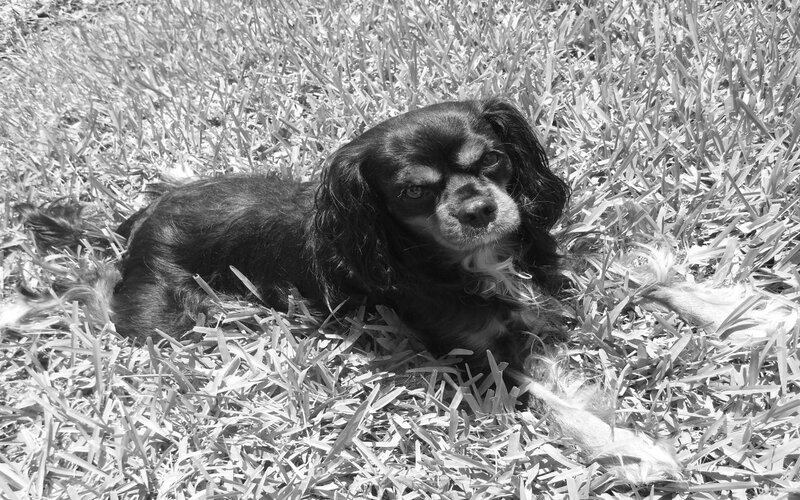 Black Cavalier King Charles Spaniel