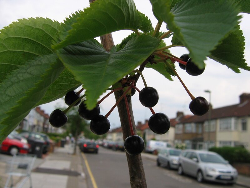 black cherries on a tree branch