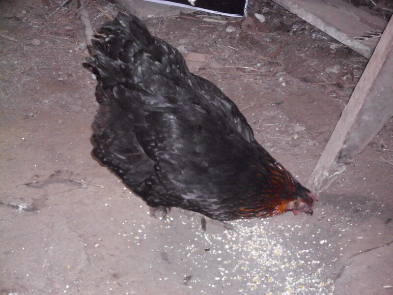 Black Chicken Eating Grain — Neutral