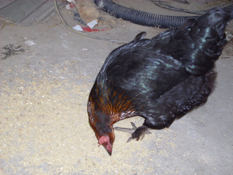 black chicken eating grain