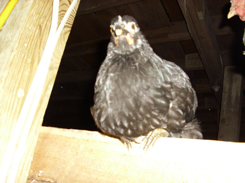 black chicken in coop