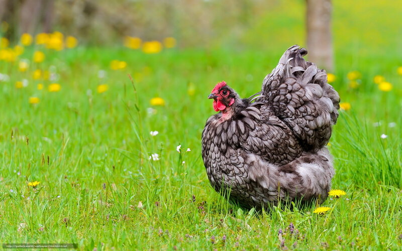 Black Chicken in Grass — Green