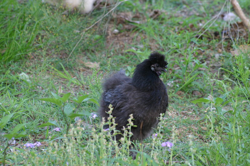 Black Chicken in Grass