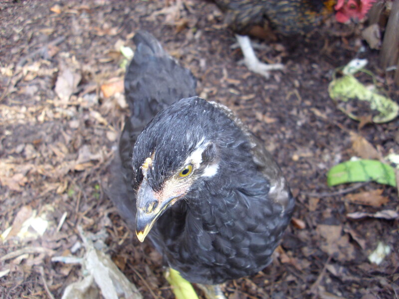 black chicken on ground