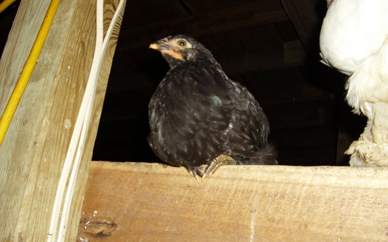 black chicken on wooden beam