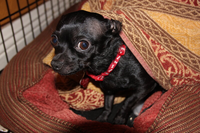 Black Chihuahua Dog — Calm, Photograph