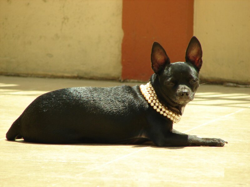 Black Chihuahua Dog — Calm