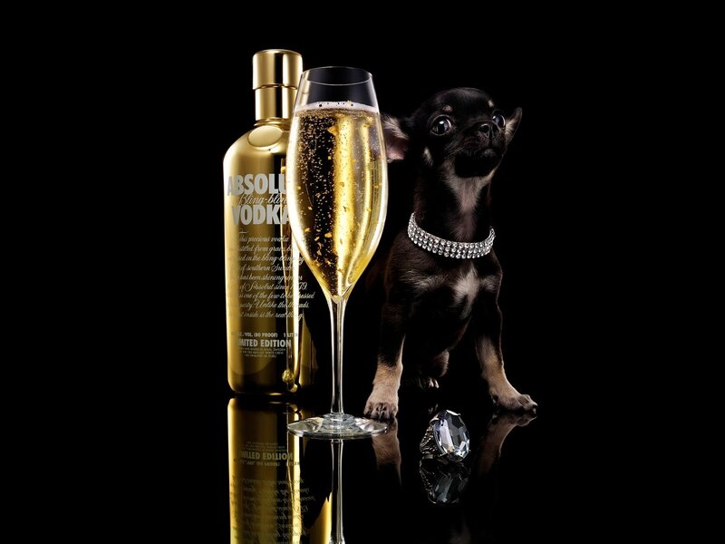 Black Chihuahua Dog — Dramatic, Photograph