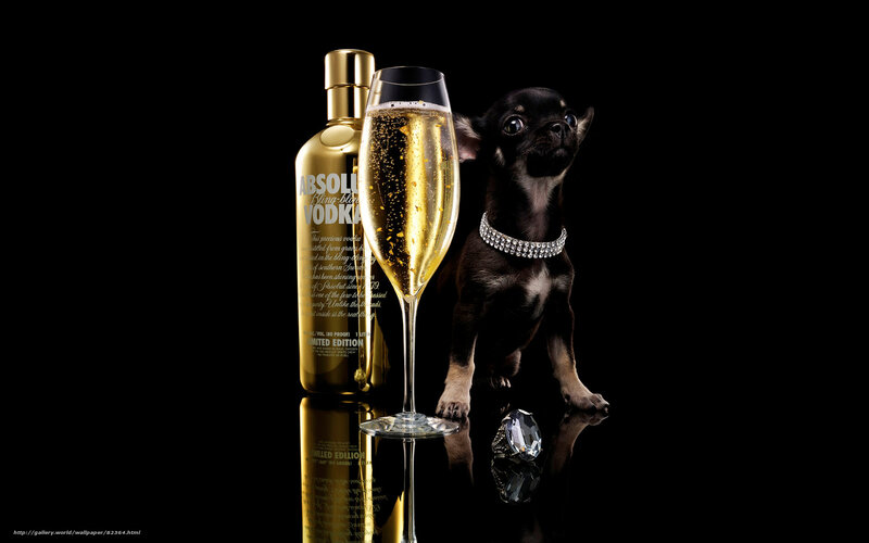 Black Chihuahua Dog — Dramatic