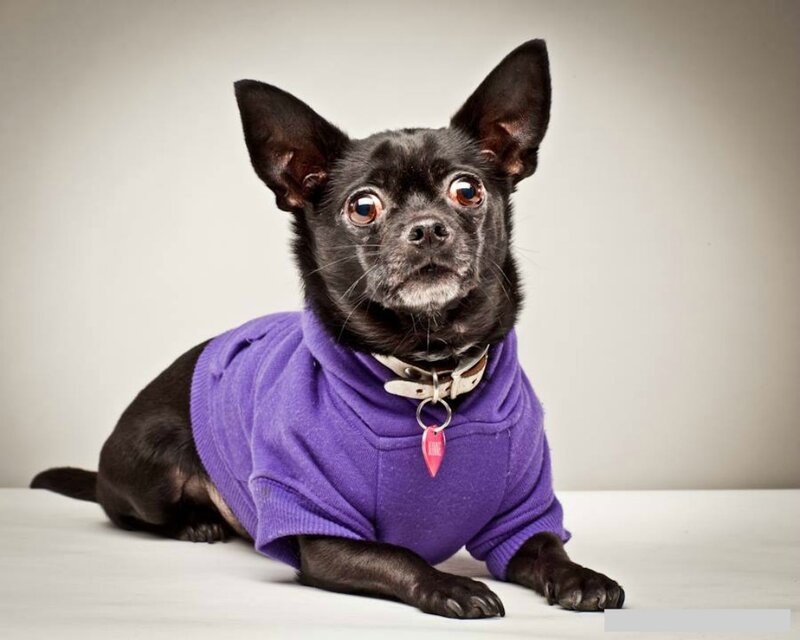 Black Chihuahua Dog — Neutral