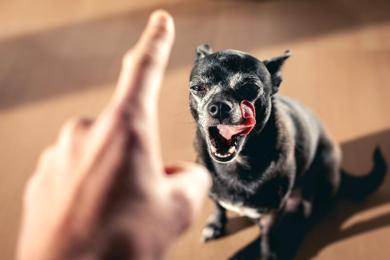Black Chihuahua Dog — Playful