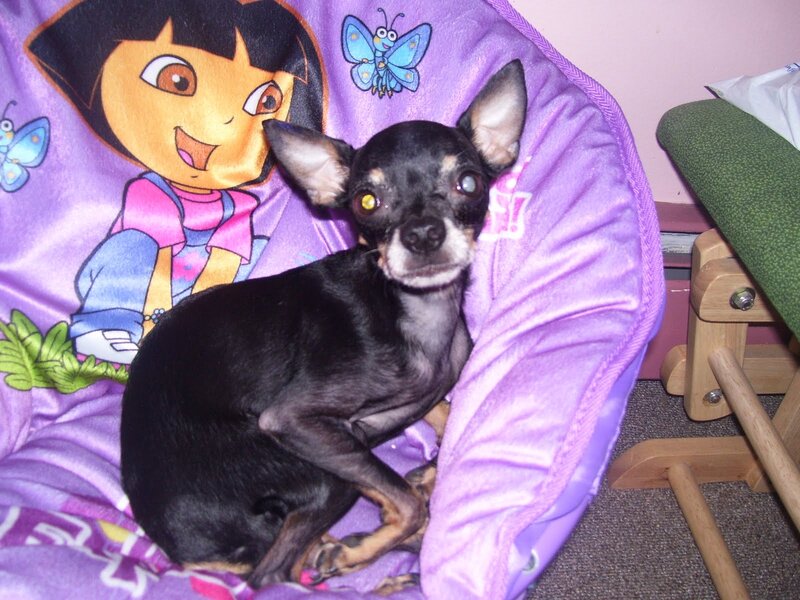 Black Chihuahua Dog — Purple