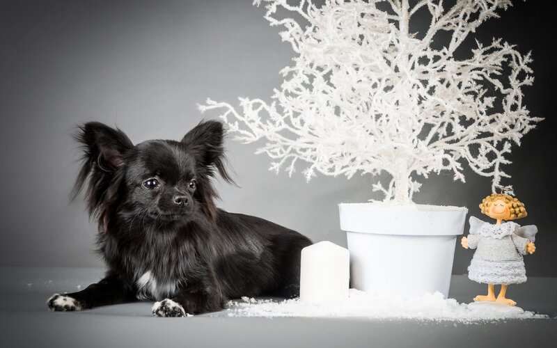 Black Chihuahua Dog — Serene
