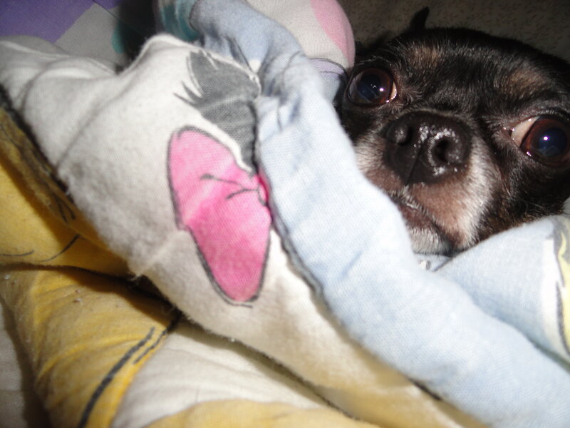 Black Chihuahua Dog — White