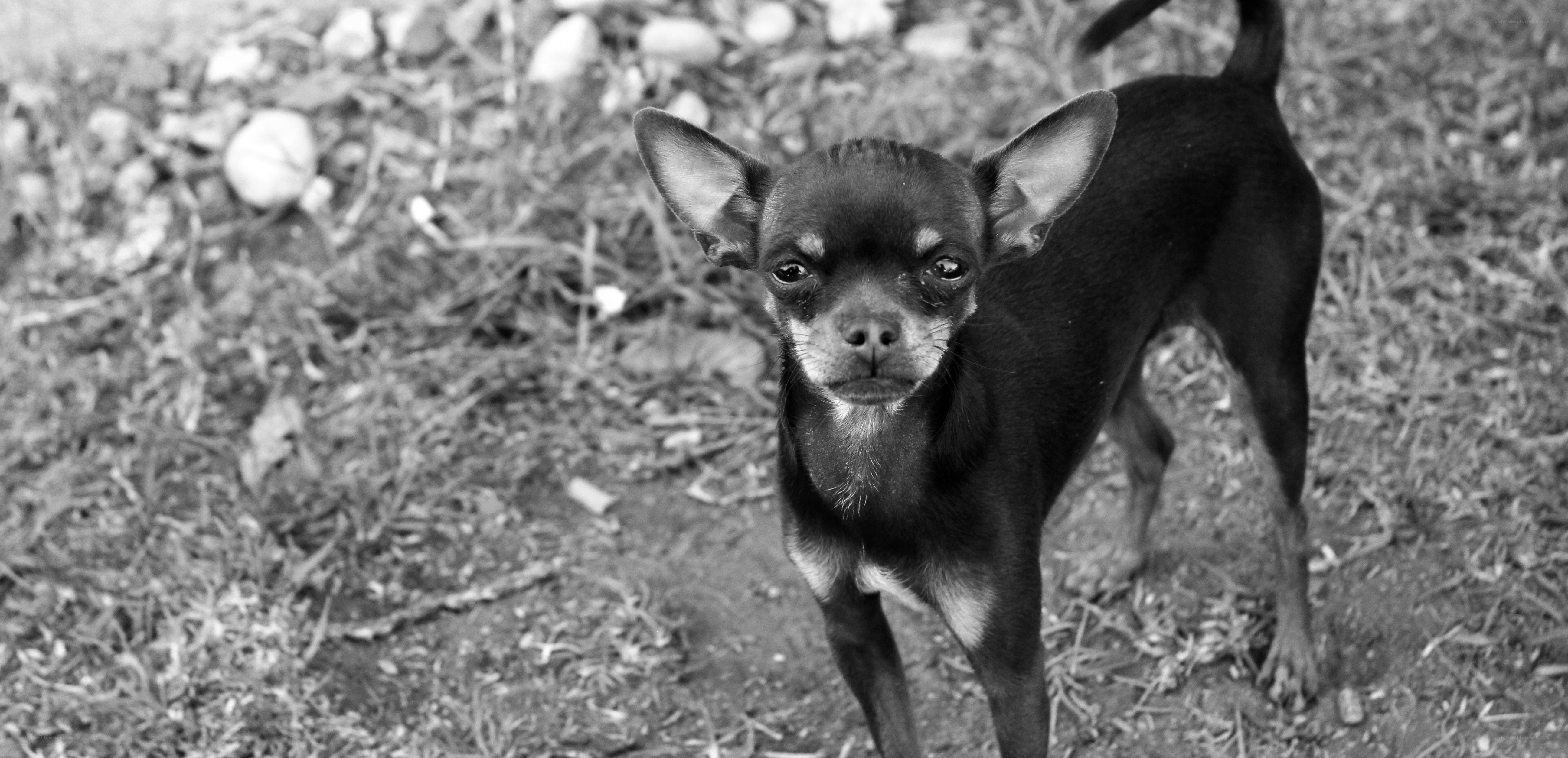 black chihuahua dog