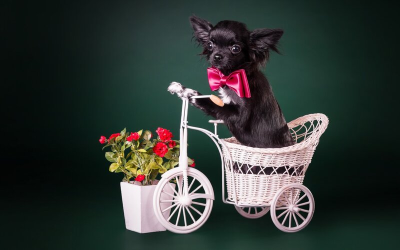 Black Chihuahua in Cart