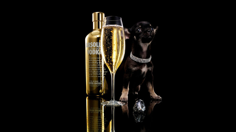 Black Chihuahua Puppy — Dramatic, Photograph