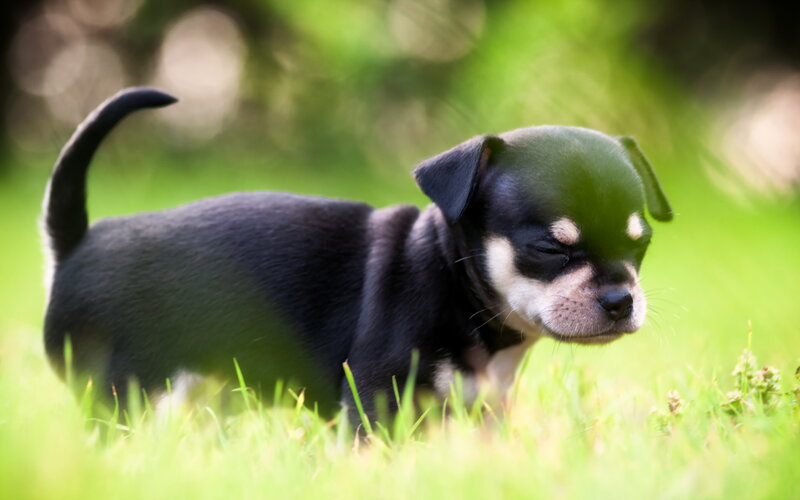 Black Chihuahua Puppy — Green