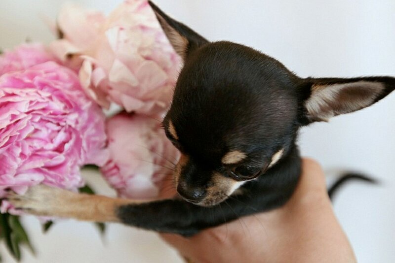 Black Chihuahua Puppy — Pink