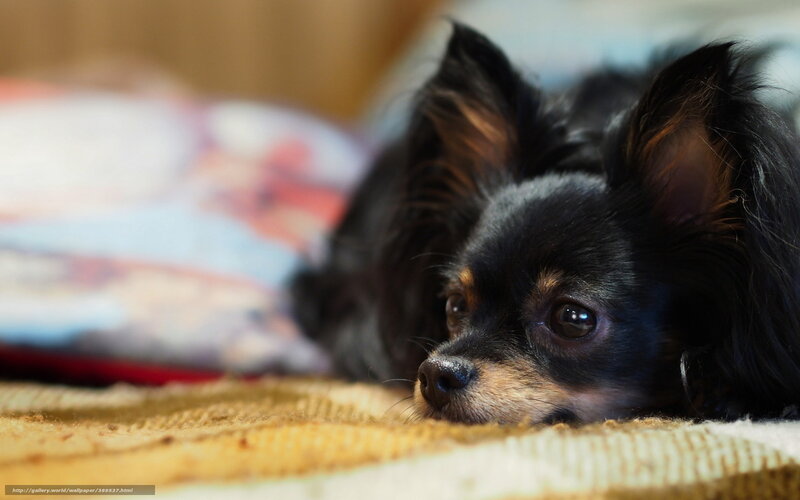 black chihuahua resting on blanket