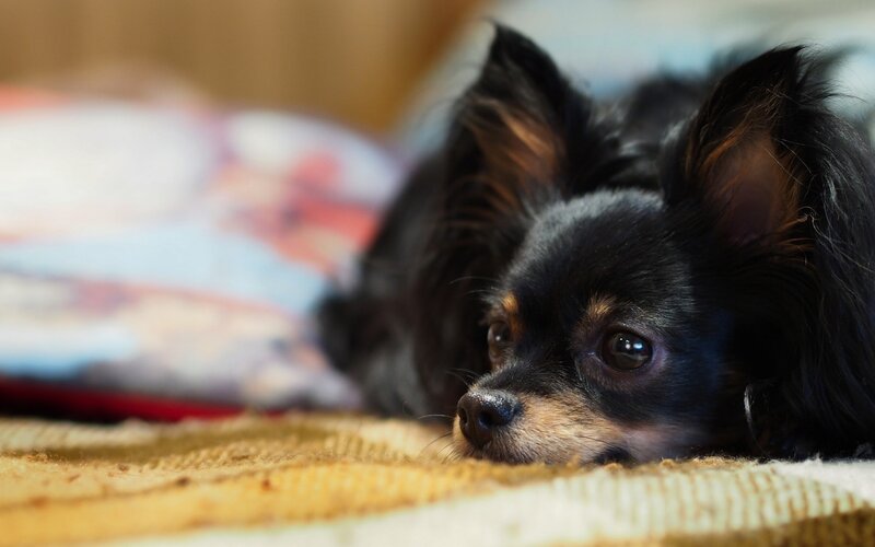 black chihuahua resting on blanket