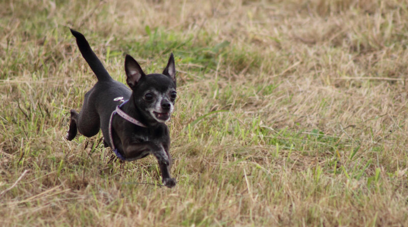 Black Chihuahua Running