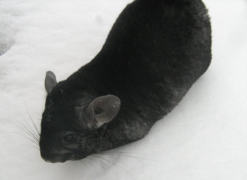 black chinchilla in snow