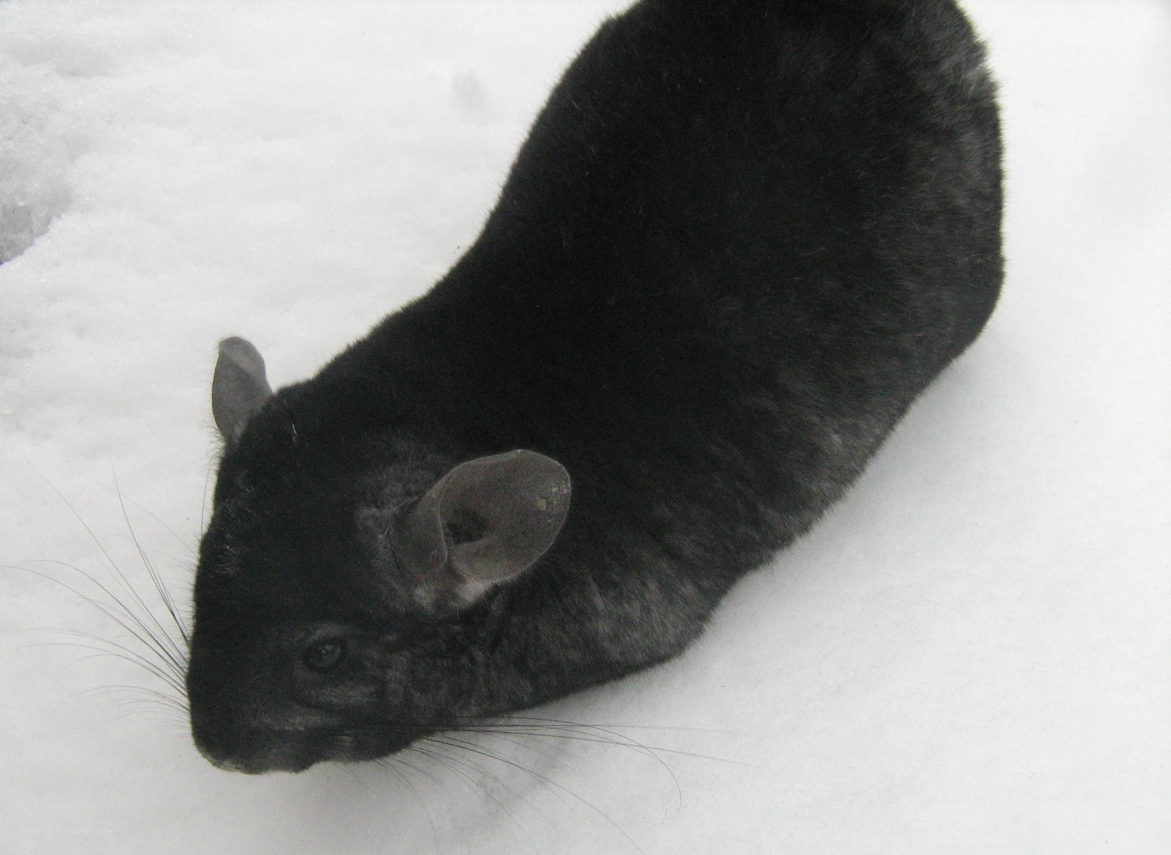 black chinchilla in snow