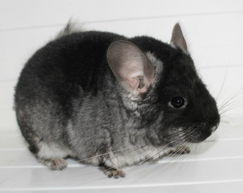black chinchilla rodent