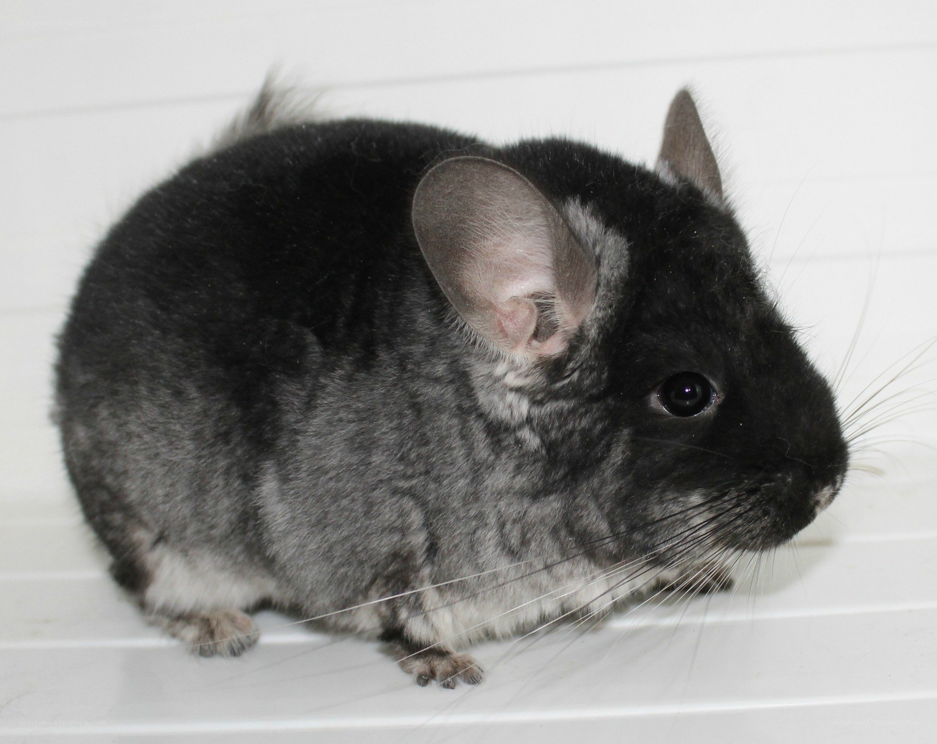 black chinchilla rodent