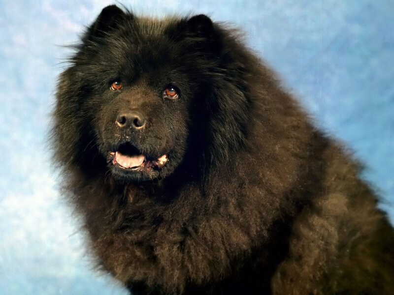 Black Chow Chow Dog — Neutral, Photograph