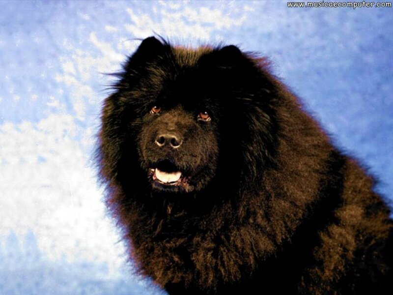 Black Chow Chow Dog — Neutral