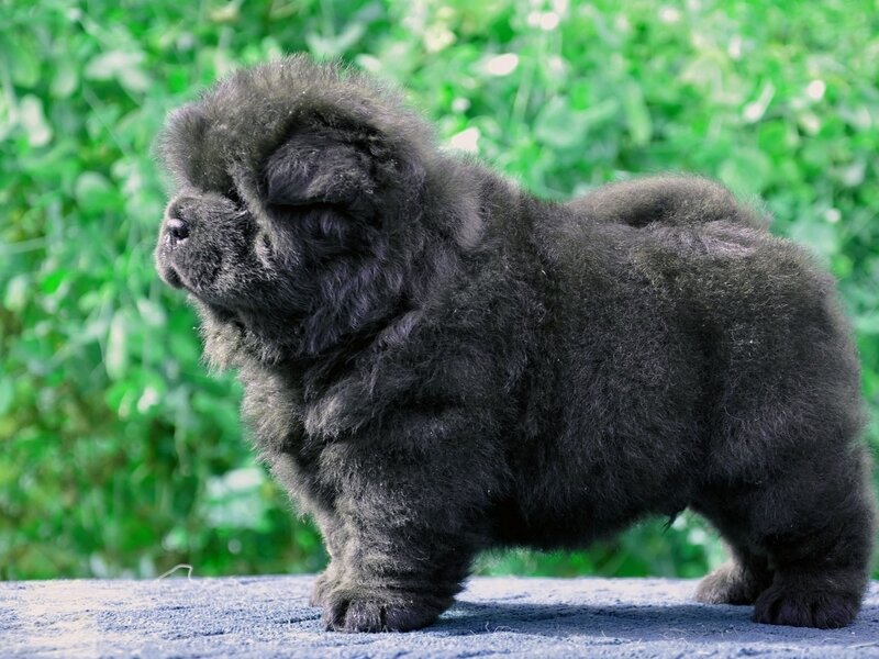 Black Chow Chow Puppy — Calm