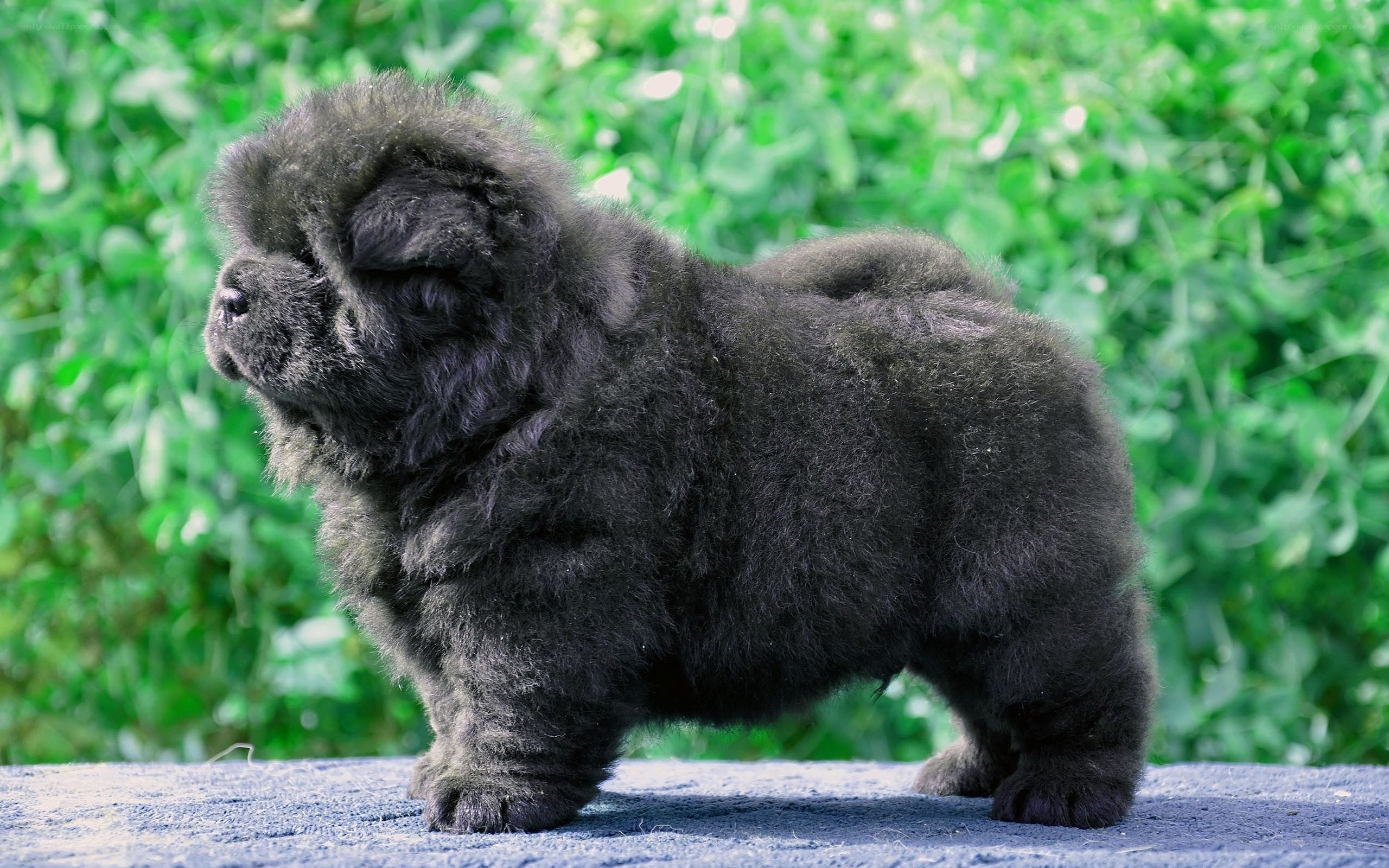 black chow chow puppy