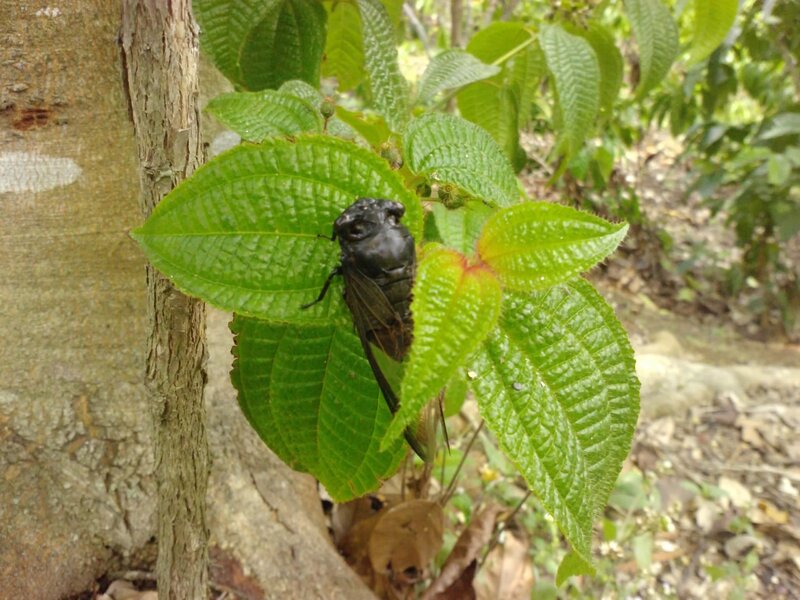 Black Cicada on Leaf