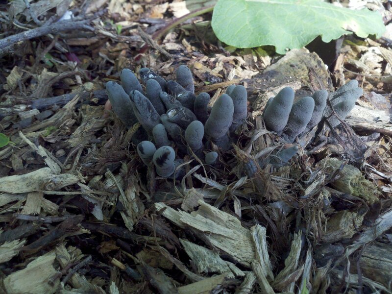 Black Club Fungus