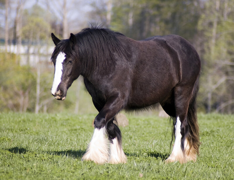 Black Clydesdale Horse — Green